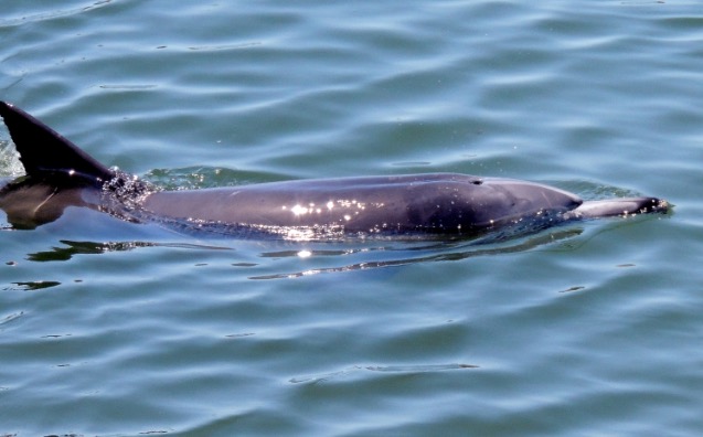 Rare Dolphin Killed For Selfies