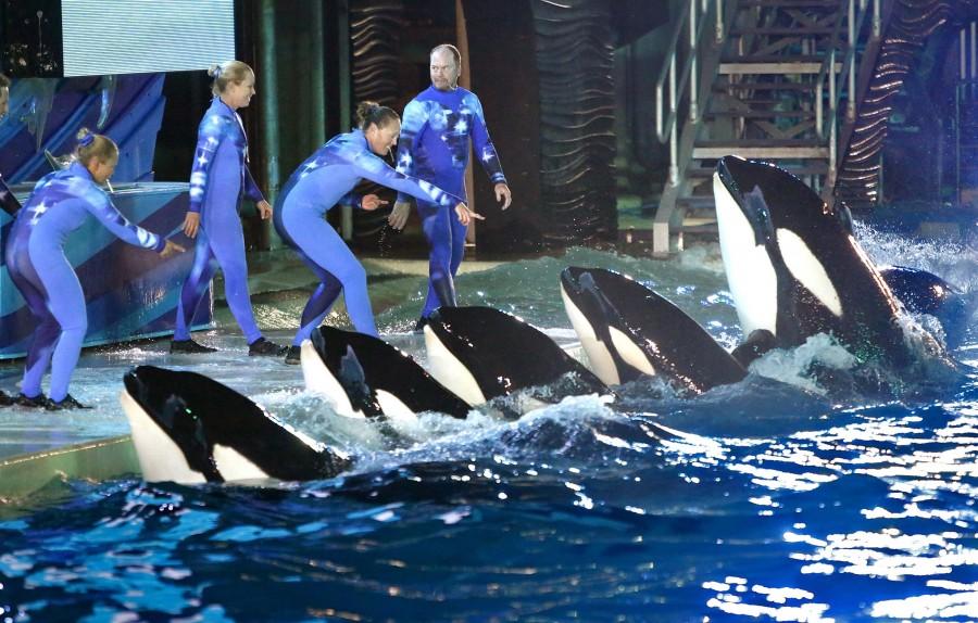 During a night performance at Shamu Stadium, trainers direct killer whales on March 20, 2014 at SeaWorld San Diego. (Don Bartletti/Los Angeles Times/TNS)