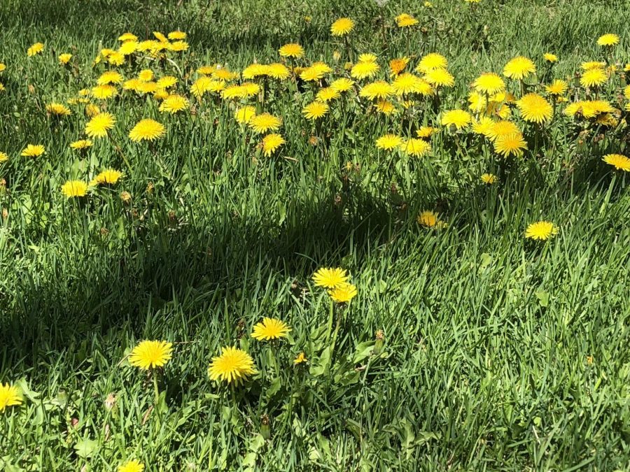 The Menacing Threat to Summer: Pollen